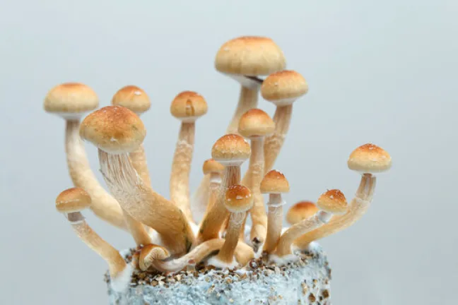 How Long Do Shrooms Last in Your System? Find Out Here! 1 how long do shrooms last