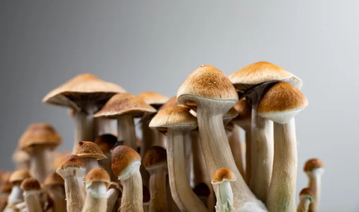how long do shrooms last